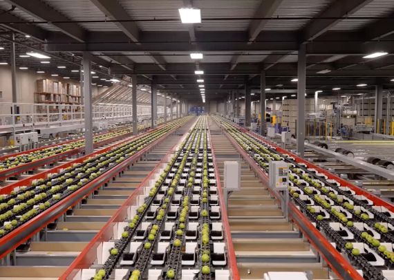 Aweta industry leading Longest apple packing line in the world