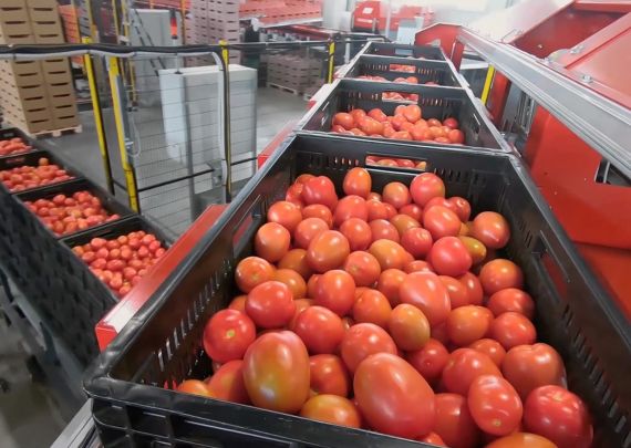 Aweta industry leading project tomato packing project in Russia