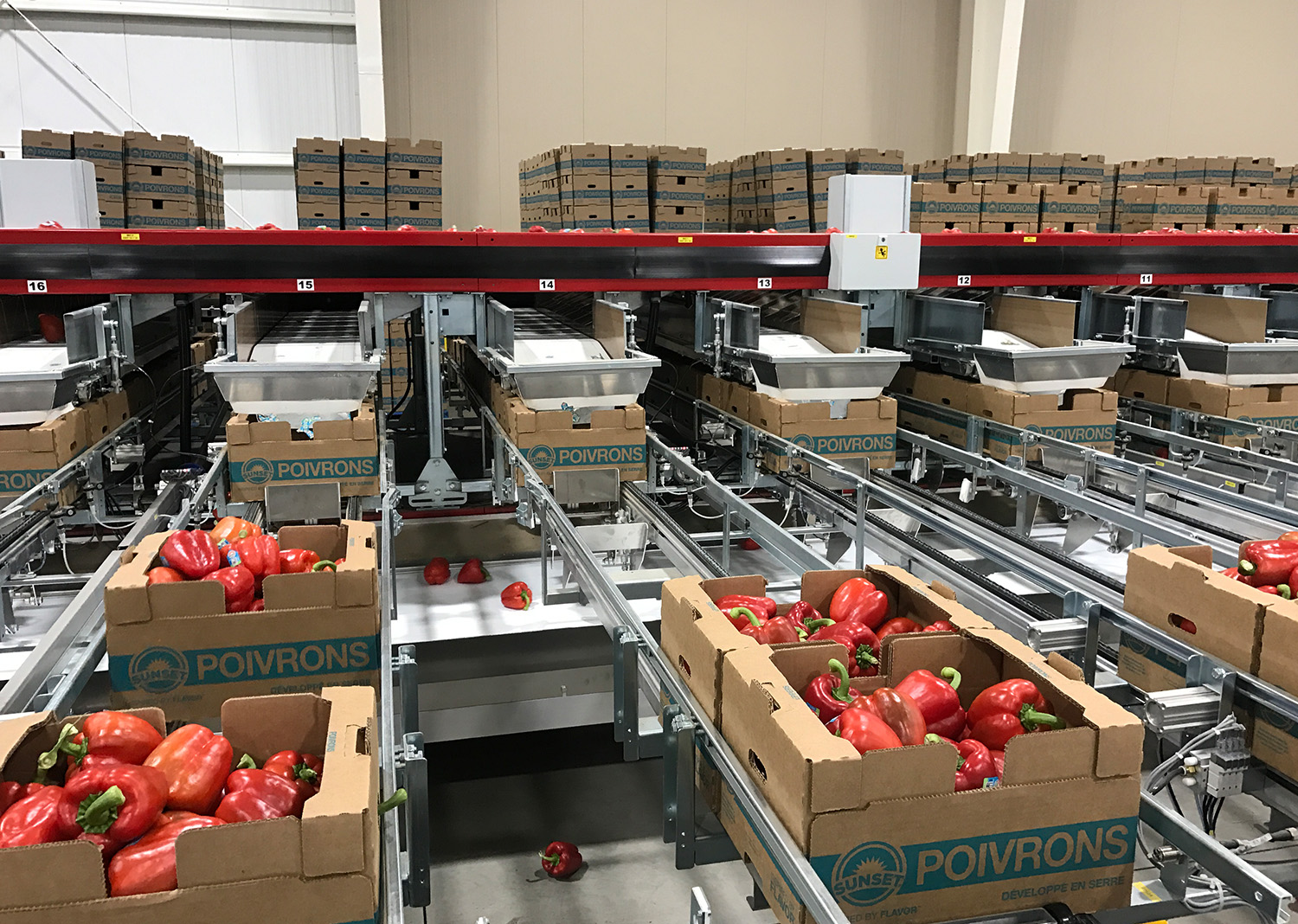 Aweta produce tomato bin & box fillers