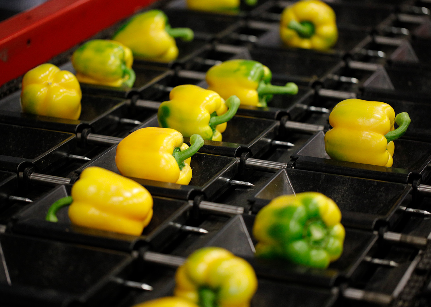 Aweta your produce pepper track & trace