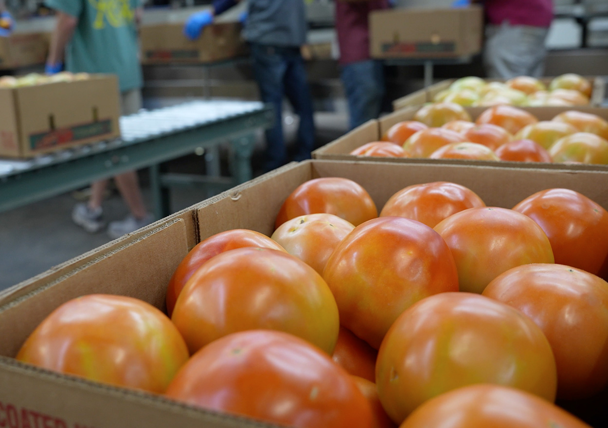 Aweta leading industry project tomato