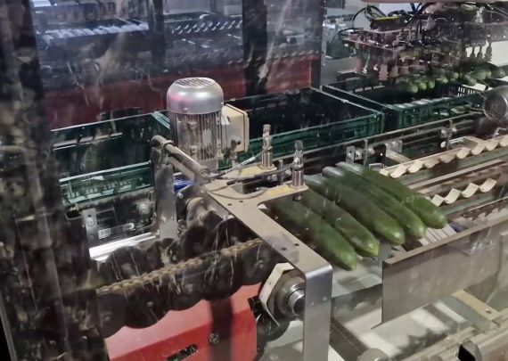Aweta industry leading project Cucumber farm in the Netherlands