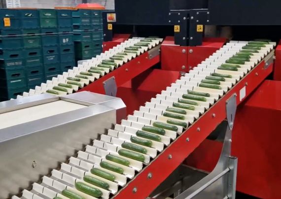 Aweta industry leading project Canadian mini cucumber grower