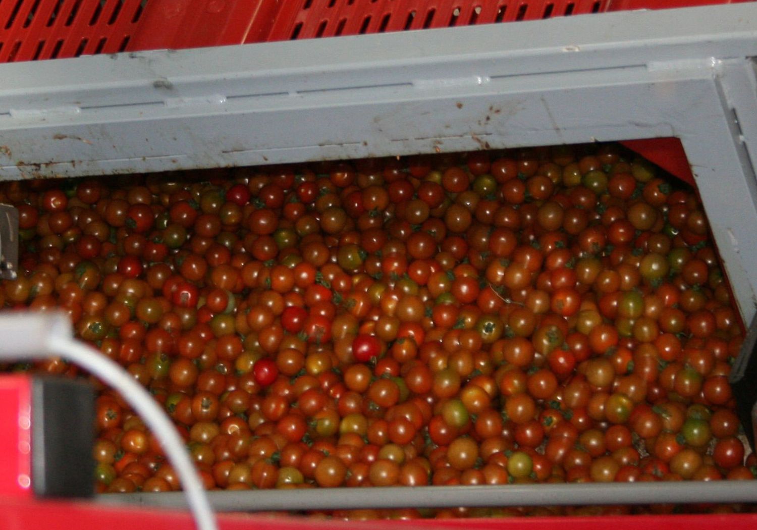 Aweta your produce tomato bin dumper