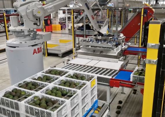 Aweta industry leading project Avocado 4 lanes