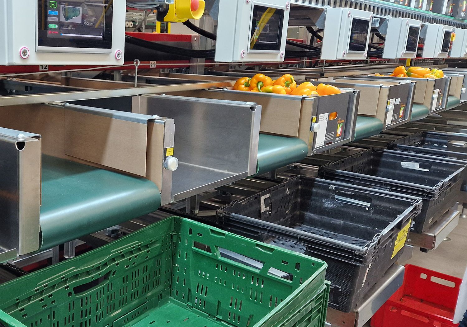 Aweta produce tomato bin & box fillers