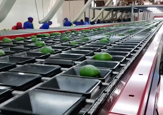 Aweta industry leading project Avocado 6 lanes