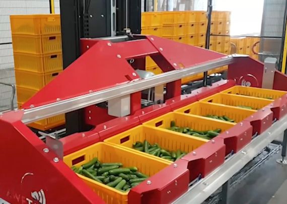 Aweta industry leading project Cucumber packing