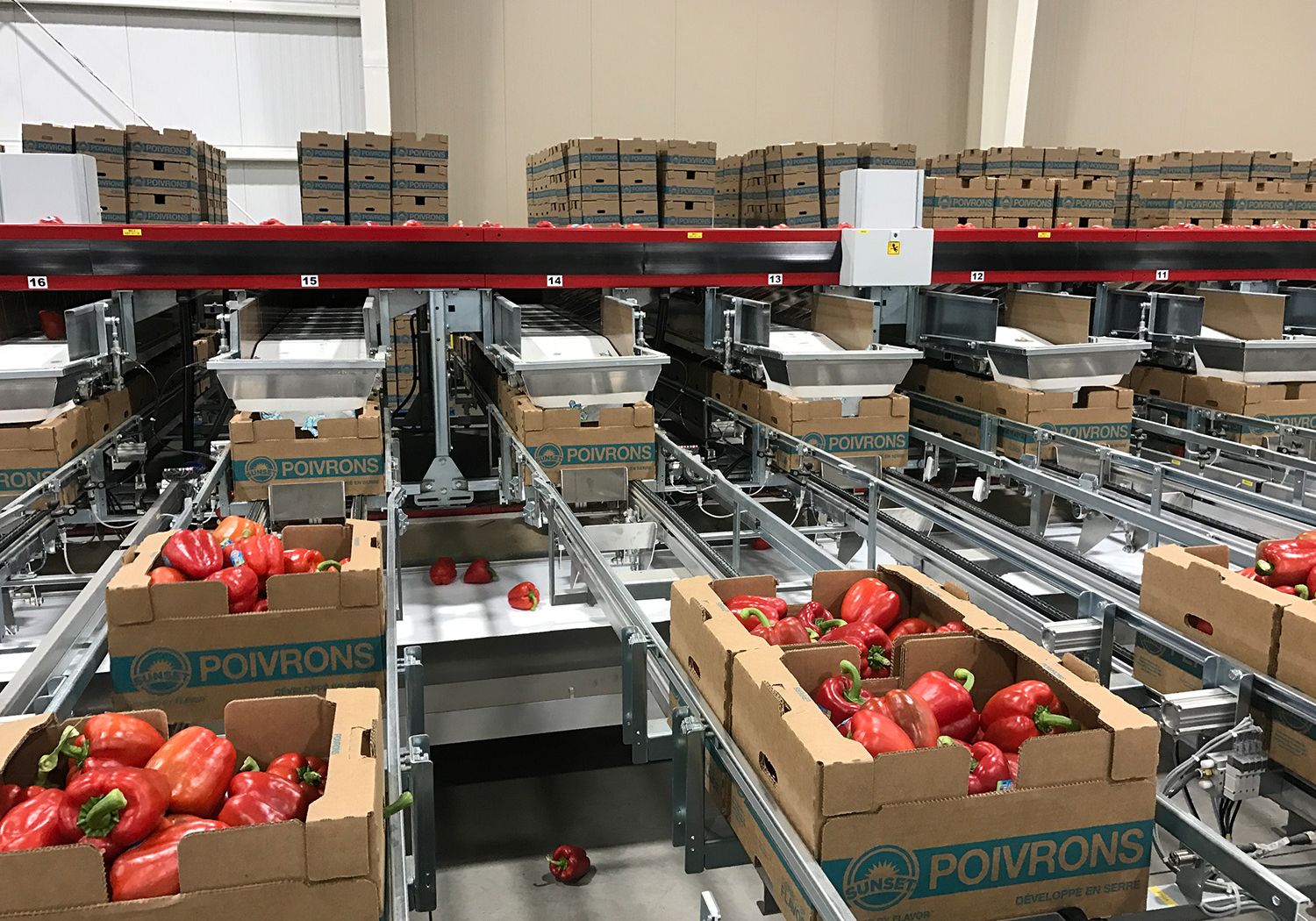 Aweta produce tomato bin & box fillers