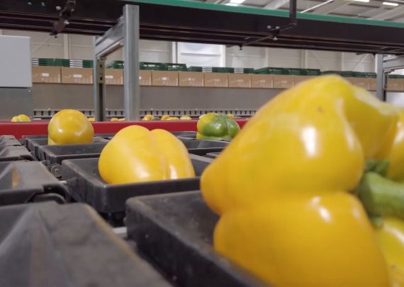 Aweta industry leading project peppers packing
