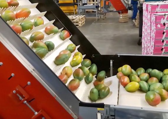 Aweta industry leading project mango ready to eat