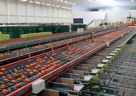 Aweta industry leading project Hoogweg Paprika's