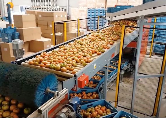 Aweta industry leading project Desmet beef tomato