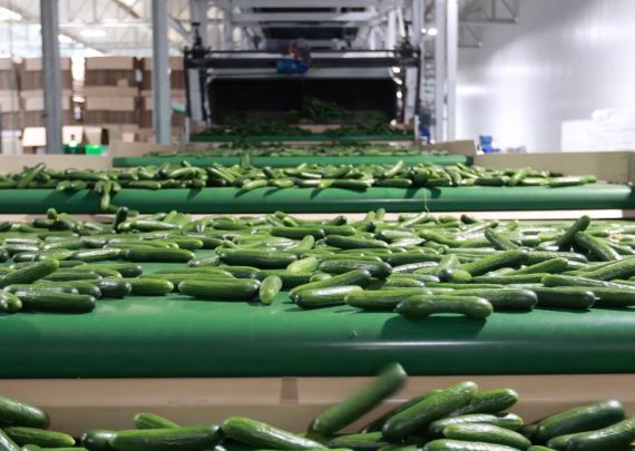 Aweta industry leading project Canadian mini cucumber grower