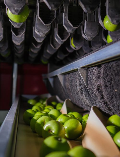 Aweta sorting and packing innovation