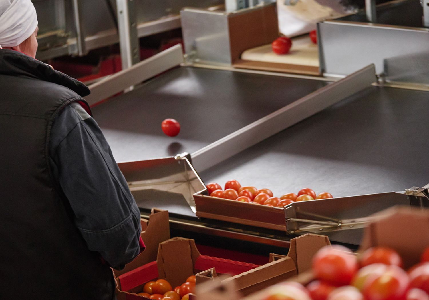 Aweta highlighted tomato project