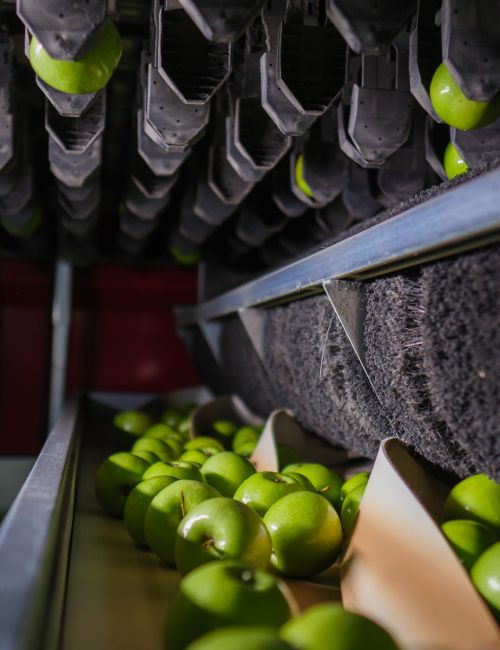 Aweta sorting and packing innovation