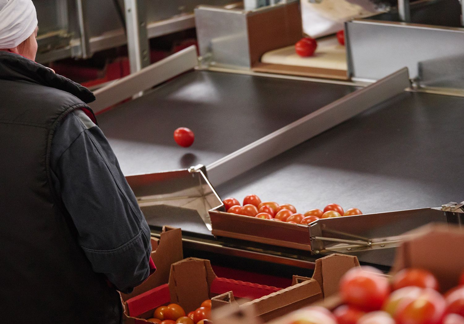 Aweta produce tomato bin & box fillers