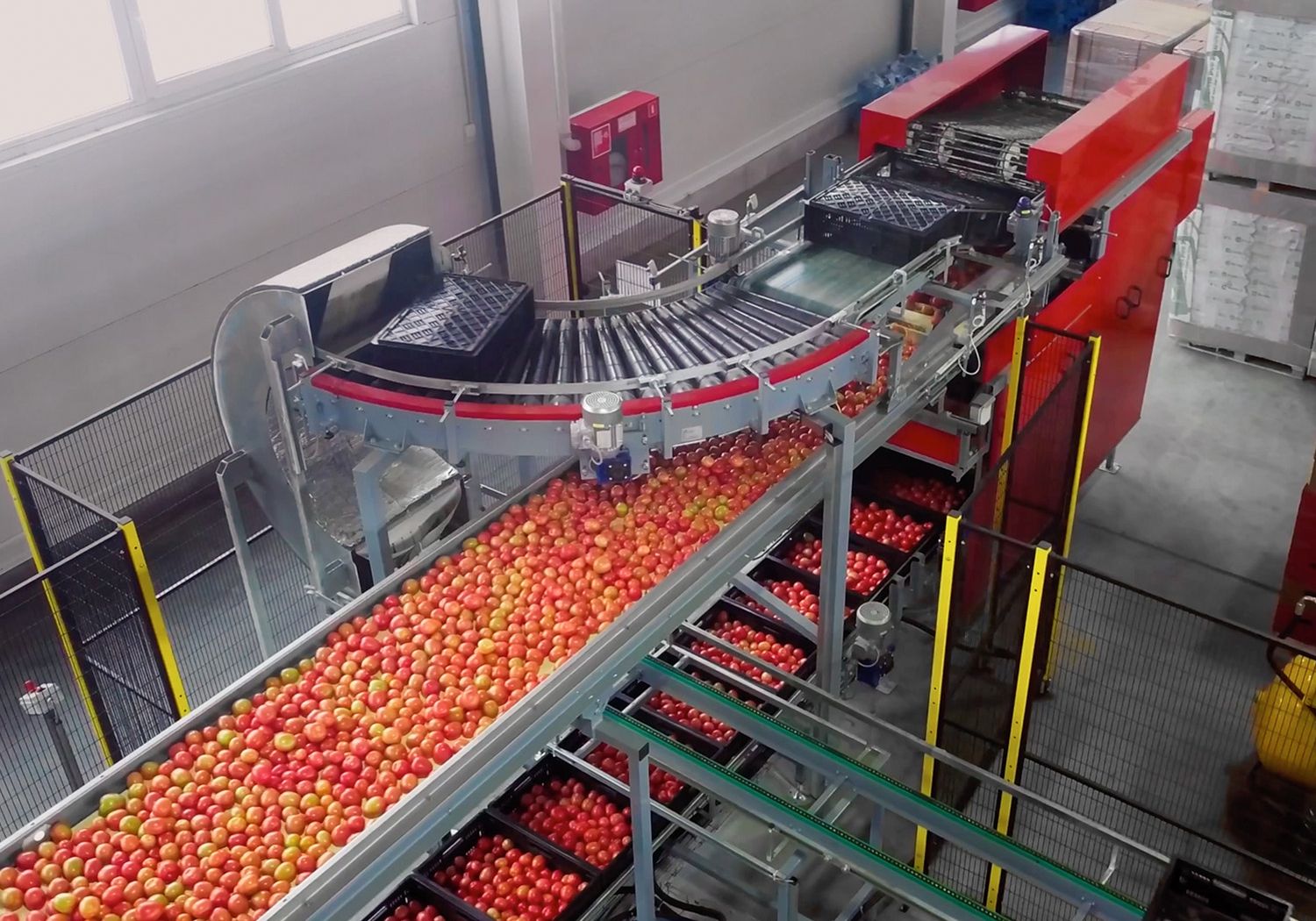 Aweta your produce tomato rotate box dumper