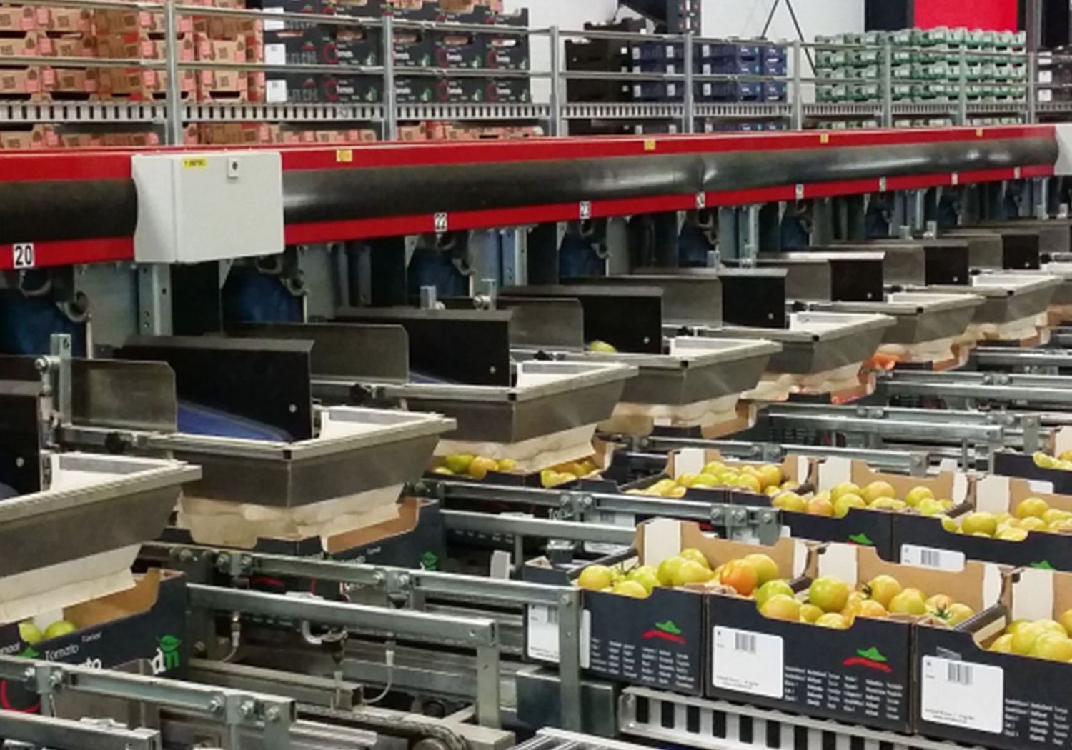 Aweta produce tomato bin & box fillers